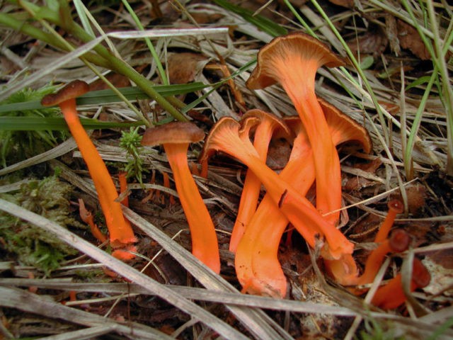 Chanterelle turning yellow: description and photo