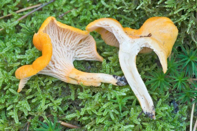 Chanterelle turning yellow: description and photo