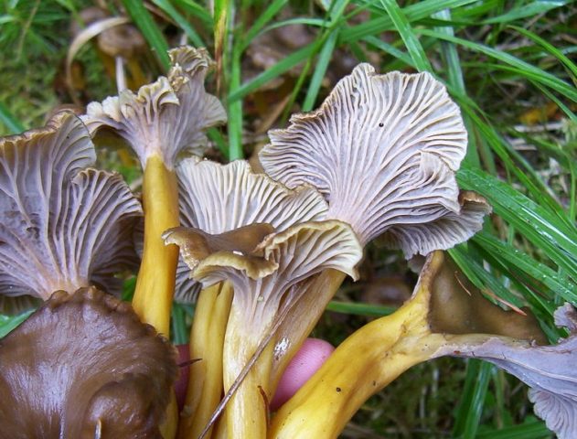 Chanterelle turning yellow: description and photo