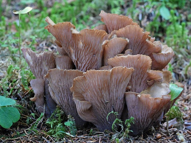 Chanterelle turning yellow: description and photo