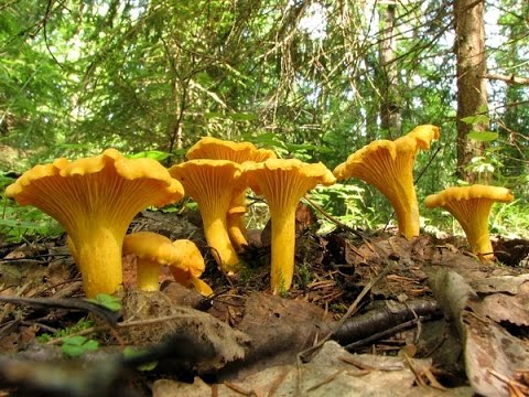 Chanterelle turning yellow: description and photo