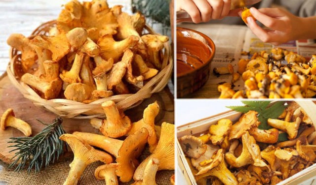 Chanterelles: how much to cook before frying and for soup