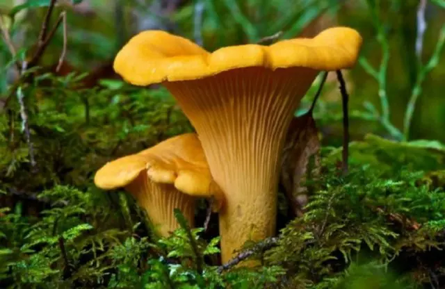 Chanterelles in the Moscow region in 2022: when and where to collect