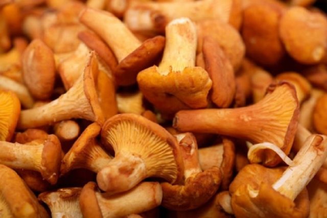 Chanterelles in the Moscow region in 2022: when and where to collect