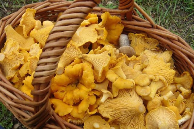 Chanterelles in the Moscow region in 2022: when and where to collect