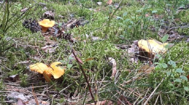 Chanterelles in the Moscow region in 2022: when and where to collect