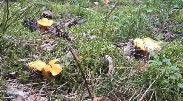 Chanterelles in the Moscow region in 2022: when and where to collect