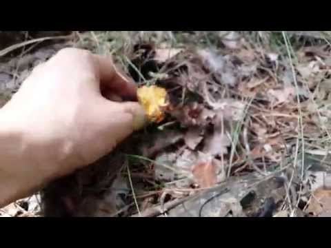 Chanterelles in the Moscow region in 2022: when and where to collect