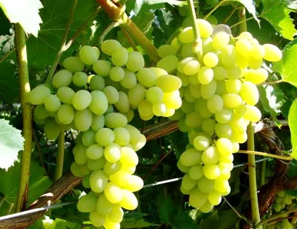 Characteristics and description of the Laura grape variety