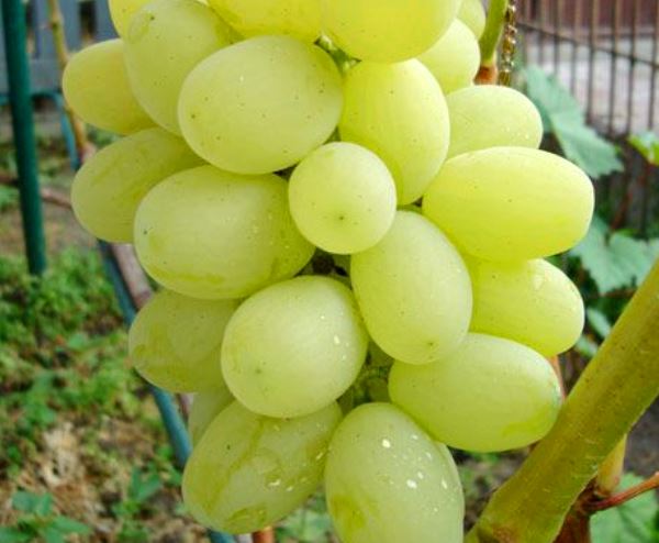 Characteristics and description of the Laura grape variety