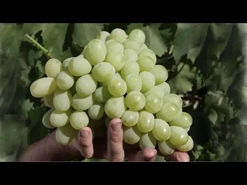 Characteristics and description of the Laura grape variety