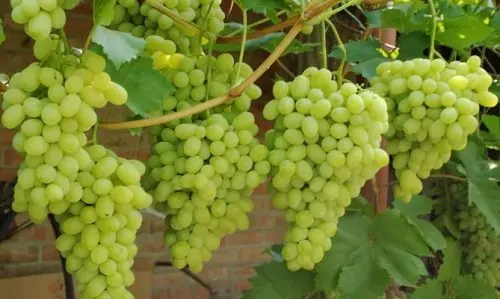 Characteristics and description of the Laura grape variety