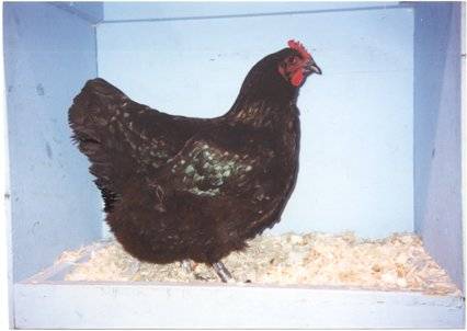 Characteristics and features of the breed of chickens Jersey giant