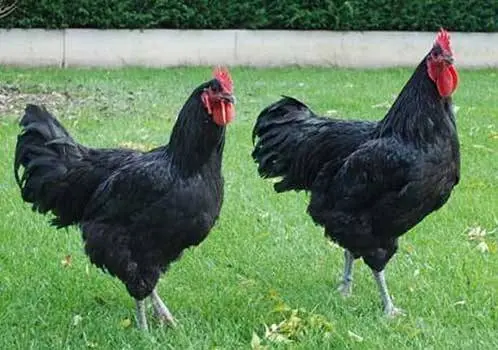 Characteristics and features of the breed of chickens Jersey giant