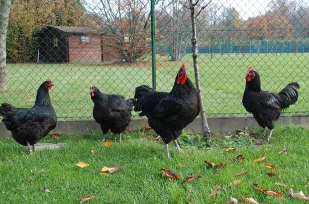 Characteristics and features of the breed of chickens Jersey giant