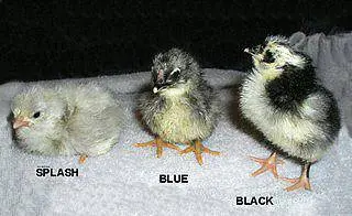 Characteristics and features of the breed of chickens Jersey giant