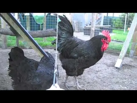 Characteristics and features of the breed of chickens Jersey giant