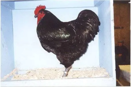 Characteristics and features of the breed of chickens Jersey giant