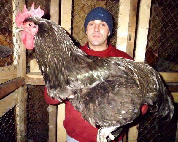 Characteristics and features of the breed of chickens Jersey giant