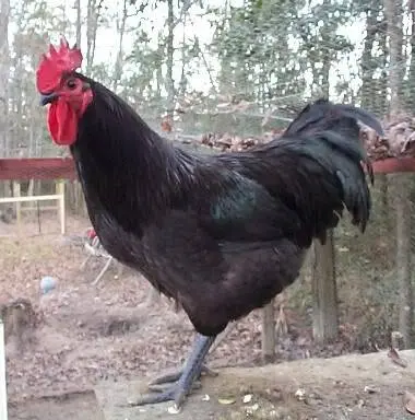 Characteristics and features of the breed of chickens Jersey giant