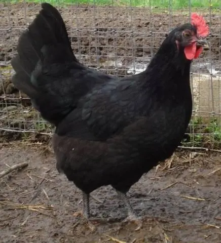 Characteristics and features of the breed of chickens Jersey giant