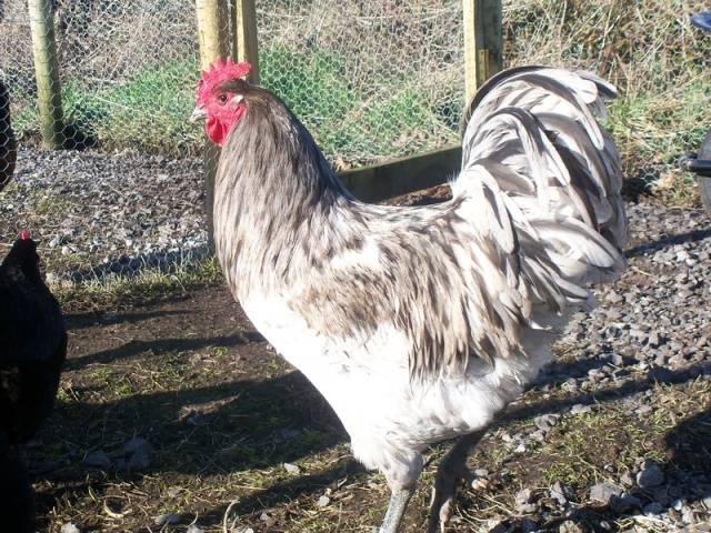 Characteristics and features of the breed of chickens Jersey giant