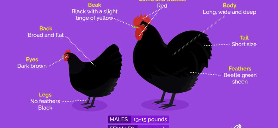 Characteristics and features of the breed of chickens Jersey giant