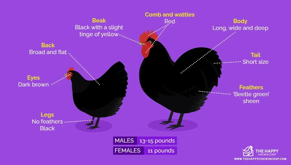 Characteristics and features of the breed of chickens Jersey giant