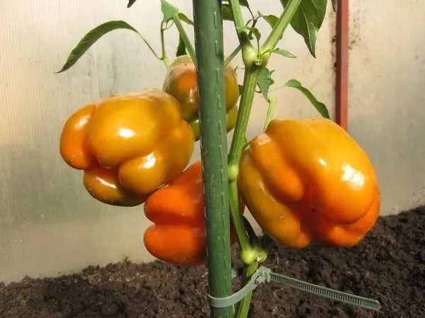 Characteristics of orange miracle pepper