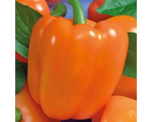 Characteristics of orange miracle pepper