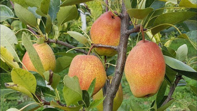 Characteristics of pear Kyrgyz winter