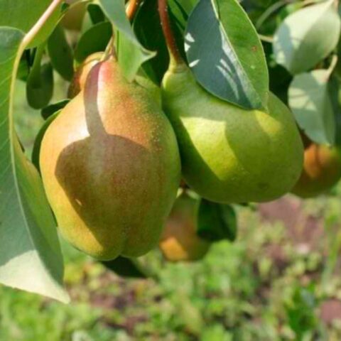 Characteristics of pear Kyrgyz winter