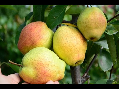 Characteristics of pear Kyrgyz winter