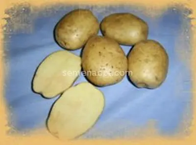 Characteristics of potatoes Inara