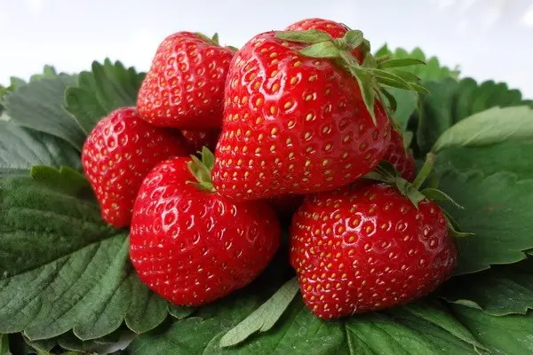 Characteristics of strawberry varieties Vima Zanta and Ksima