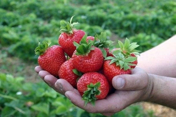 Characteristics of strawberry varieties Vima Zanta and Ksima