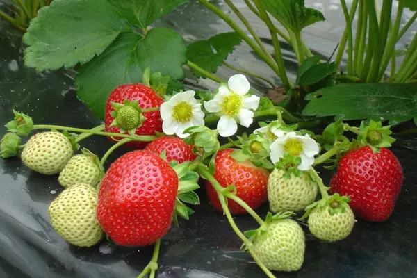 Characteristics of strawberry varieties Vima Zanta and Ksima