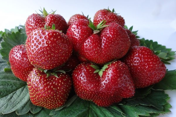 Characteristics of strawberry varieties Vima Zanta and Ksima