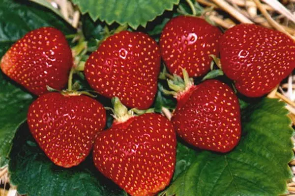 Characteristics of strawberry varieties Vima Zanta and Ksima