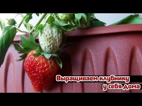 Characteristics of strawberry varieties Vima Zanta and Ksima