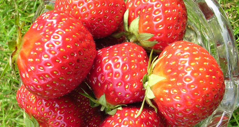 Characteristics of strawberry varieties Vima Zanta and Ksima