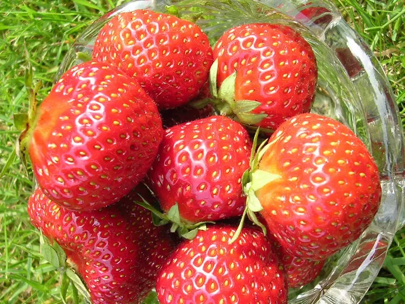 Characteristics of strawberry varieties Vima Zanta and Ksima