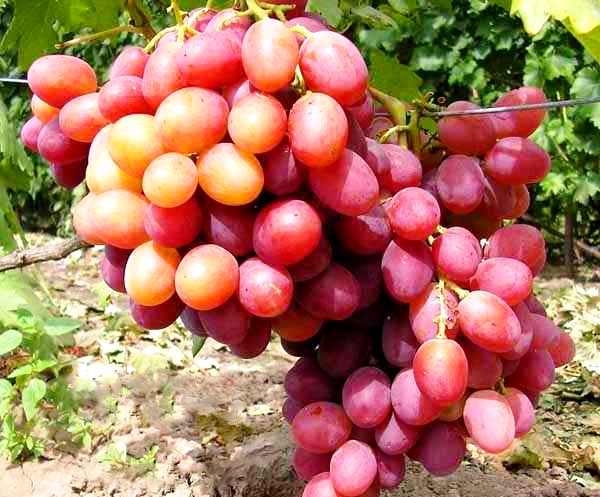 Characteristics of the Anyuta grape variety with photo and video