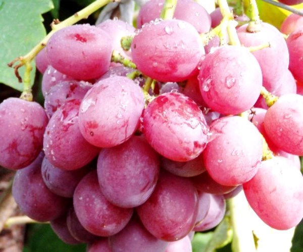 Characteristics of the Anyuta grape variety with photo and video