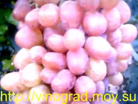 Characteristics of the Anyuta grape variety with photo and video