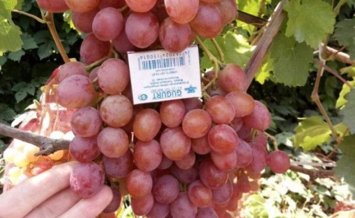 Characteristics of the Anyuta grape variety with photo and video