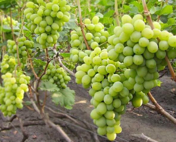 Characteristics of the grape Gift Zaporozhye