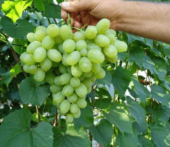 Characteristics of the grape Gift Zaporozhye