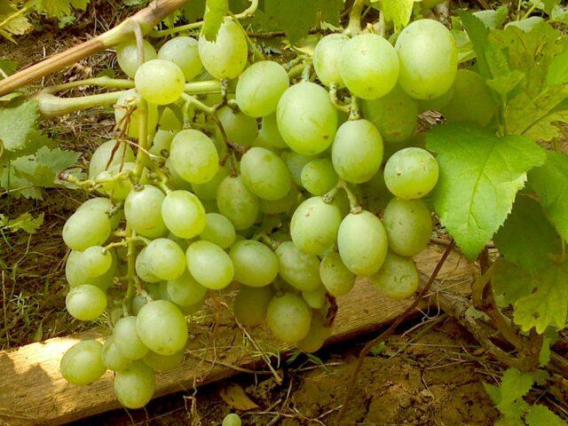 Characteristics of the grape Gift Zaporozhye