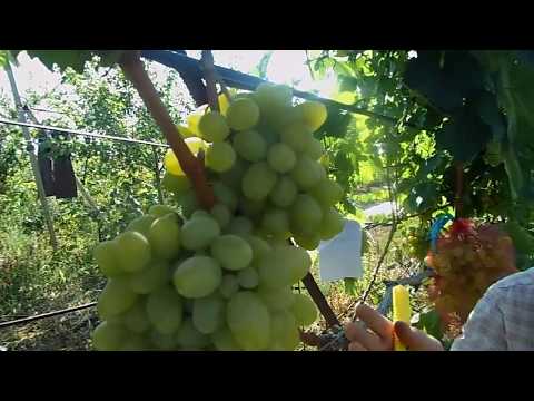 Characteristics of the grape Gift Zaporozhye